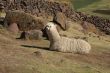 Lama in Sillustani