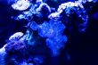 Sea Life