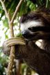 Sloth