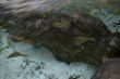 Sea Life