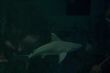Ocean Shark