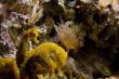 Ocean things