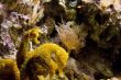 Sea Life