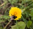 bumblebee on dandelion