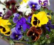 Blossoming flowers of Pansies