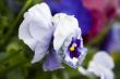 Blossoming flowers of Pansies