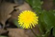 Blossoming flower of Dandelion