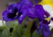 Blossoming flowers of Pansies