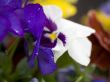 Blossoming flowers of Pansies