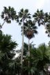 Palm trees