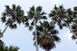 Palm trees