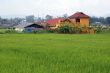 Green rice field