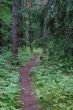 Footpath in a coniferous wood