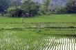 Green rice and house