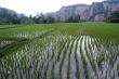 Field with rows