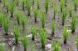 Green rice