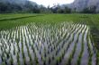 Green field
