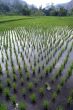 Rows and green rice