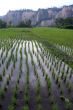 Rows