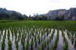 Rows of rice