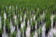 Green rows