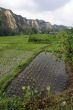 Rice field and mountain