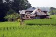Rice field and farm