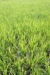 New green rice