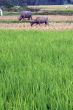 Rice and cows