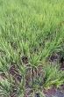 Waterr and green rice field