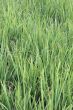 Green rice field