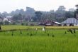 Rice field and village