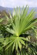 green leaves