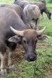 Cows