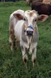 Cow and grass