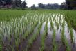 Green rice field