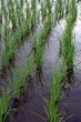Rice field