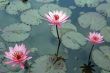 Pink lotuses