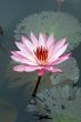 Pink lotus