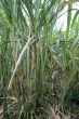 Sugar cane