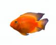 gold fish isolated over white