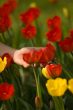 Red and Yellow Tulips