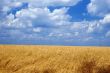 A photo of wheat in summertime