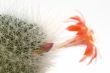 Cactus flower
