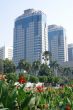 Flowers and buildings