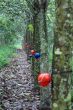 Plantation