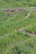 Green rice field