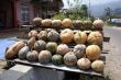 Pumpkins for sale