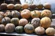 Pumpkins on the table