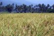 Rice field and palm trees